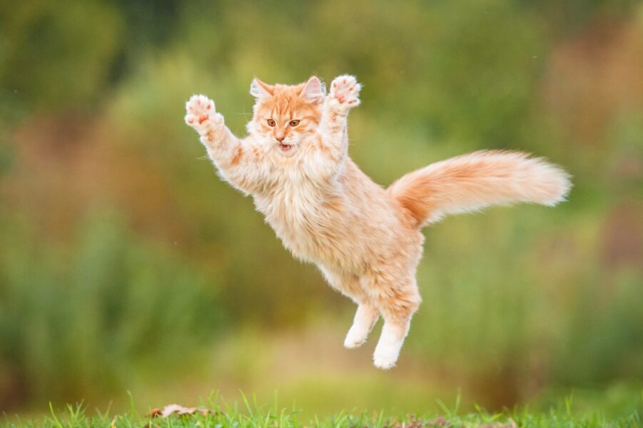 angry_cat_2_1