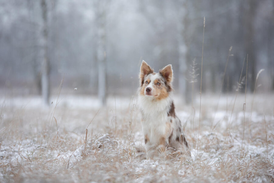 dog_winter_0